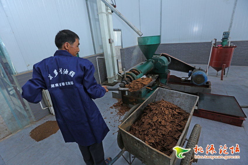 MG电子,油茶种植出产加工销售,植物油种植出产加工销售